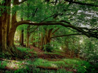 TAURON posadził 800 tysięcy drzew